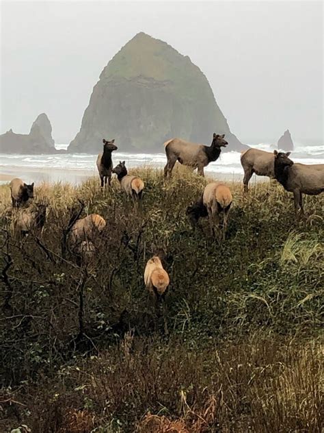 Elk Cannon Beach Oregon