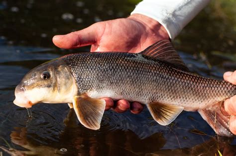 Can You Eat Sucker Fish