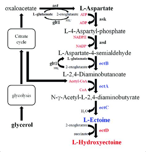 | Biosynthetic pathway of ectoine/hydroxyectoine. Ast, aspartate... | Download Scientific Diagram