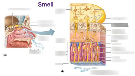 Location And Cellular Composition Of Olfactory Epithelium Fig