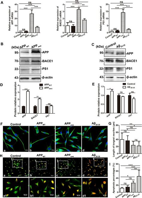 Comparison Of Sh Sy5y Cells Control Sh Sy5y Cells Transfected With