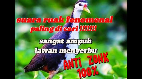 SUARA PIKAT RUAK RUAK TER UJI SANGAT AMPUH 100 SUPER GANAS BIKIN LAWAN