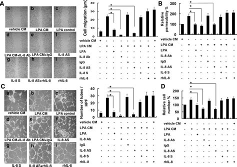 Angiogenic Functions Of Lpa Induced Il Protein Cm From Primary