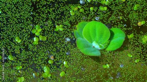 Pistia Stratiotes Swims Among Aquatic Plants Rootless Duckweed Wolffia