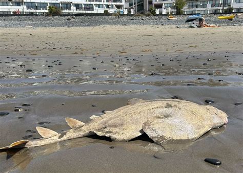 Aparece Muerto Un Ejemplar De Angelote En Playa Blanca