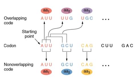 Genetic Code Study Solutions