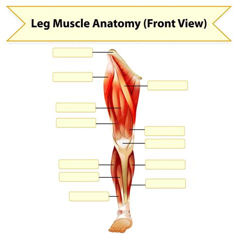 Pin On Human Inspirational Anatomy Worksheets Library