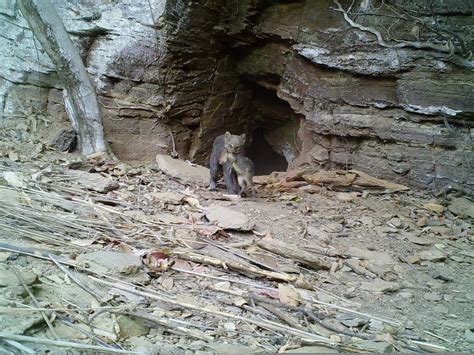 C Mera Registra Gato Mourisco Predando Cutia Na Serra Dos Pirineus Go