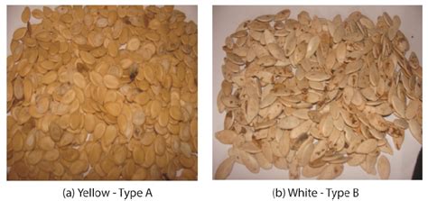 Melon Seed Types used in this study: a) Yellow seeds (Type A); b) White ...