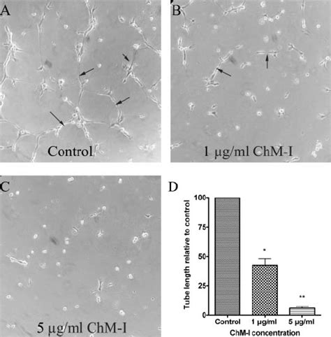 Recombinant Human ChM I Inhibited TrHBMEC Tube Formation In Matrigel