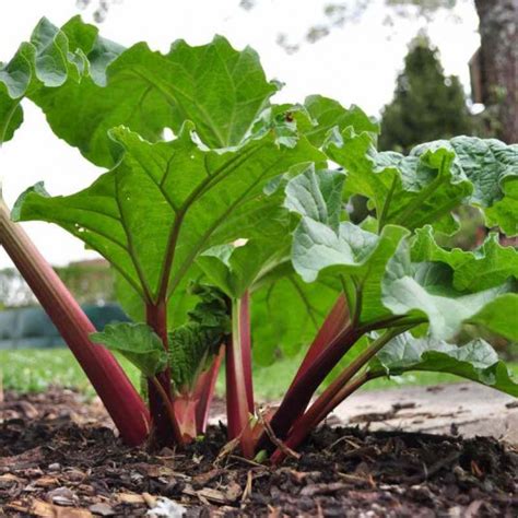 Rhubarbe des jardins à côtes comestibles Vente plant de Rheum rhabarbarum