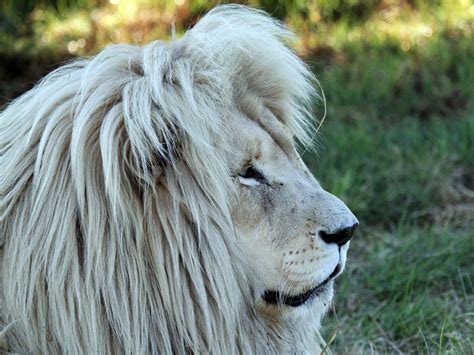 White Lion Male 1 Photos 1340290