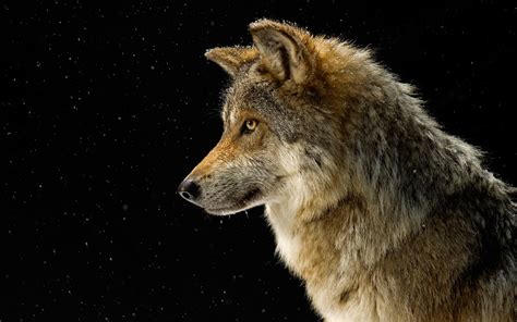 Wolves Howling Wallpaper 68 Images