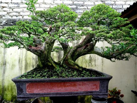 Tanaman Bonsai Lengkap Dengan Karateristik Dan Jenis Jenis