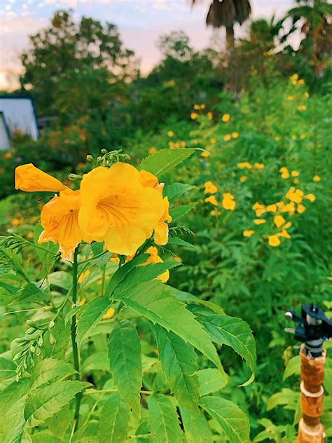 Southeast Texas Native Plants Jimbos Nursery