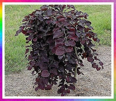 Pixies Gardens 7 Gallon Potted Weeping Redbud Ruby Falls Absolutely