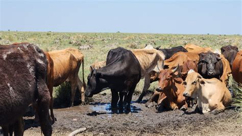 Por La Sequía Aumentó La Oferta De Carne En El Primer Trimestre Y El Consumo Creció Un 5 5