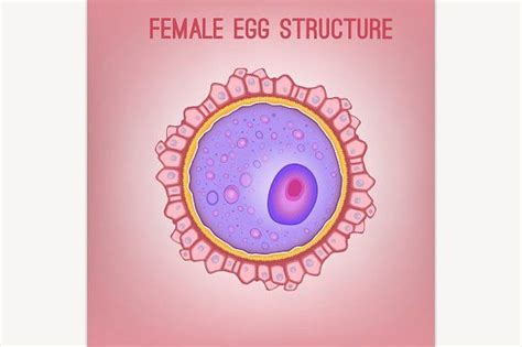 Female Egg Female Plaster Art Vector Illustration