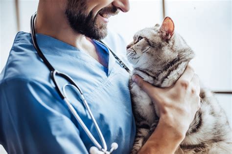 How Often Do You Take A Cat To The Vet A Guide To Cat Health Care