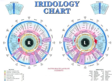 How To Read Iridology Chart The Definitive Guide Maikong Iridology