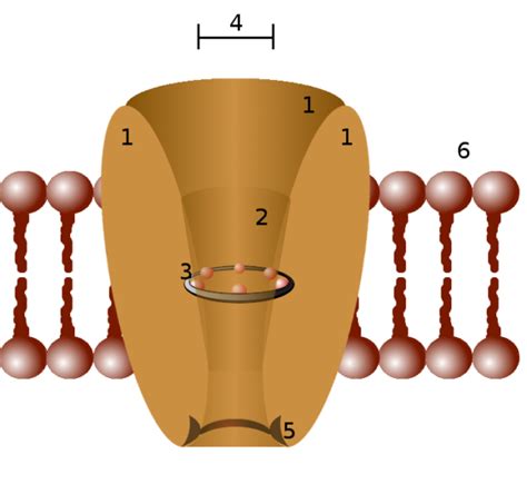 Membrane Ion Channel Selectivity