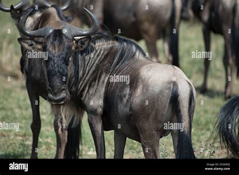 Blue Wildebeest Gnu Photographed During The Great Migration In The