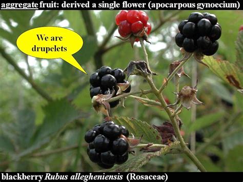 fruits-false – Ohio Plants