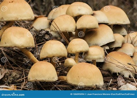 Hypholoma Fasciculare The Sulfur Tuft Very Common Mushroom That Grows