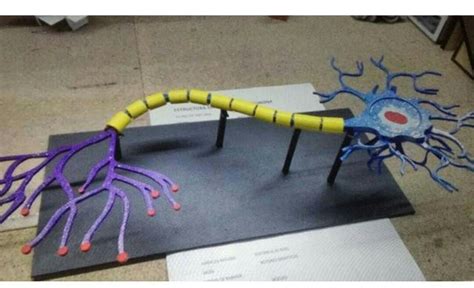 Pin By Angie Santana Vega On Manualidades Neuron Model Science