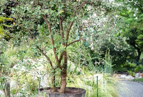 Feijoa Sellowiana Tree