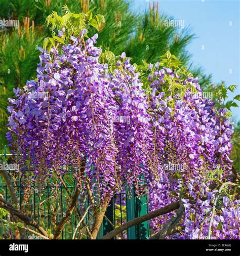 Wisteria vine hi-res stock photography and images - Alamy