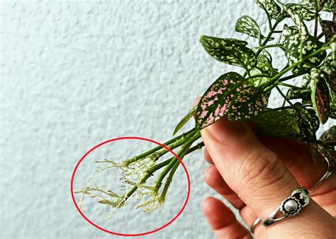 23 Polka Dot Plant Propagation Mandelleatif