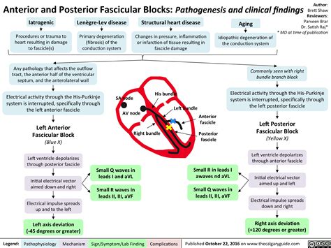 Anterior and Posterior Fascicular Blocks: Pathogenesis and clinical ...