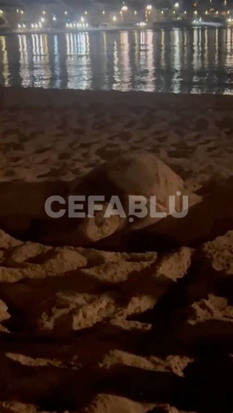 La Tartaruga Che Depone Le Uova Sulla Spiaggia Di Cefal Cefablu