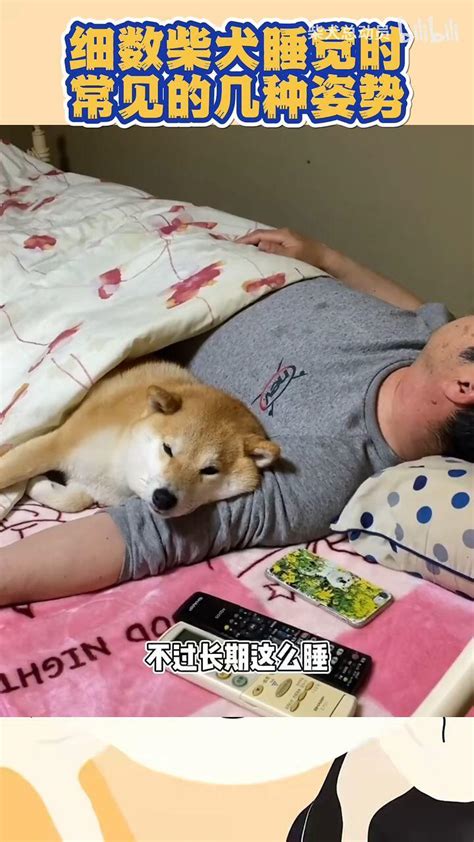 细数柴犬睡觉时常见的几种姿势 哔哩哔哩