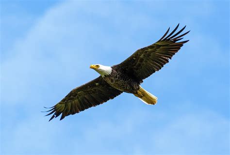 American Bald Eagle Flying Photograph by Deborah Ferrin - Fine Art America