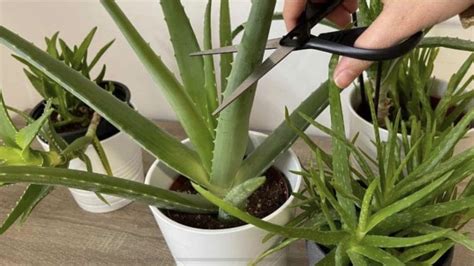 Unveiling Common Mistakes How To Care For Your Aloe Vera Plants