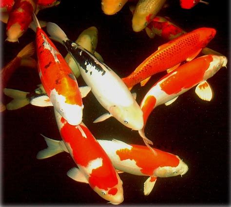 Worlds All Amazing Things Picturesimages And Wallpapers Koi Fish