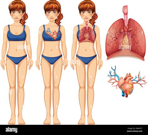 Human Anatomy of Lung and Heart Stock Vector Image & Art - Alamy