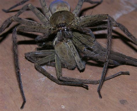 Cannibalism Large Banana Spider Heteropoda Venatoria Fee Flickr