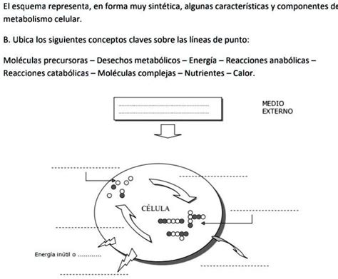 Solved Ay Dame Con Este Imagen El Esquema Representa En Forma Muy