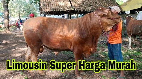 18 000 Nego Persiapan Qurban Sapi Limousin Super Gemuk Dijual Murah