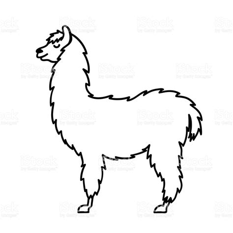 Alpaca Line Drawing At Getdrawings Free Download