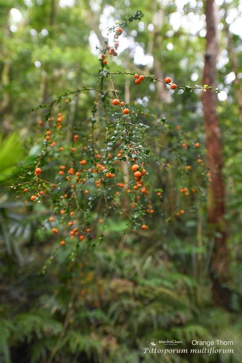 Orange Thorn Pittosporum Multiflorum This Understory Shrub Provides