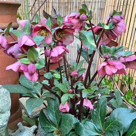 Helleborus Penny’s Pink - Garden Center Point