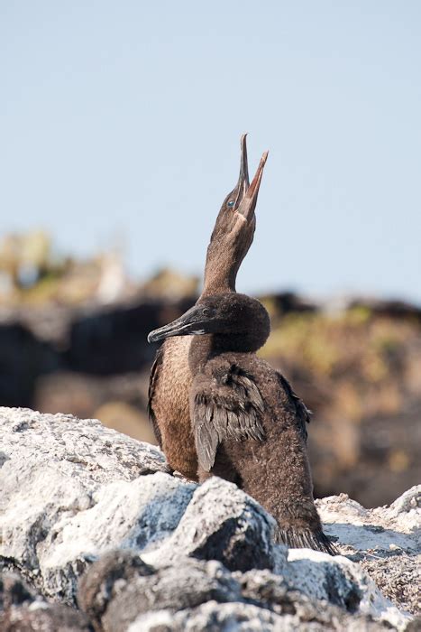 Flightless Cormorant (Phalacrocorax harrisi)