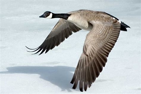 🔥 [50+] Goose Desktop Wallpapers | WallpaperSafari