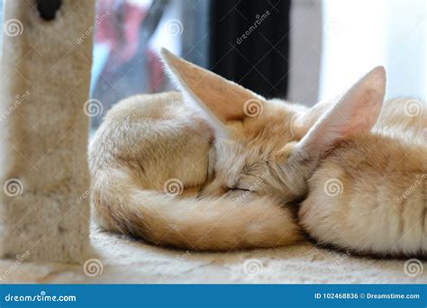 Baby Fox Sleeping in the House Stock Photo - Image of floor, animal ...