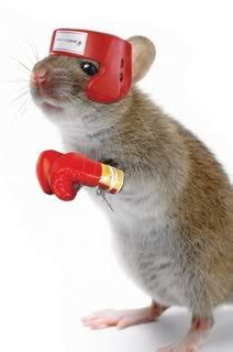 funny mouse  funny mouse picture