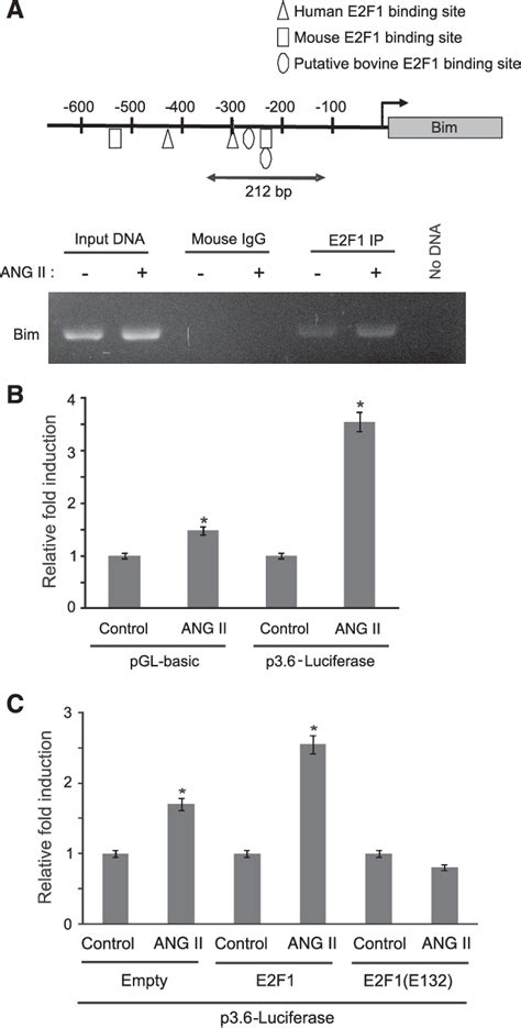 [pdf] Angiotensin Ii Regulates Activation Of Bim Via Rb E2f1 During